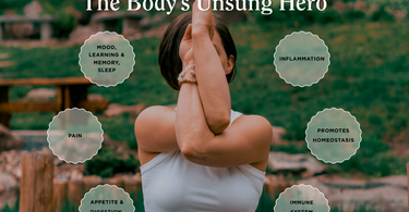 What is the Endocannabinoid System?