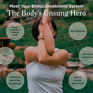 What is the Endocannabinoid System?