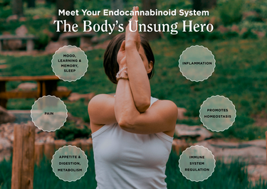 What is the Endocannabinoid System?